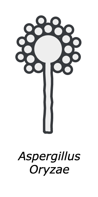 The many enzymes produced by Aspergillus Oryzae