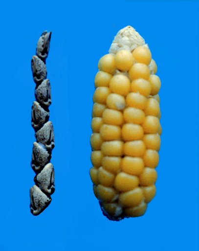 corn evolution