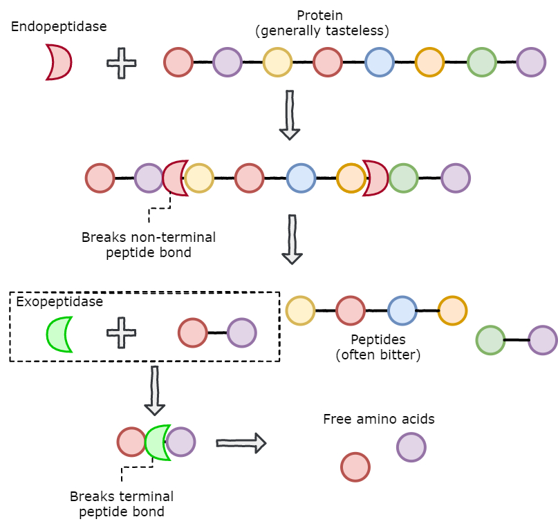 how endo and exo peptidases act on proteins