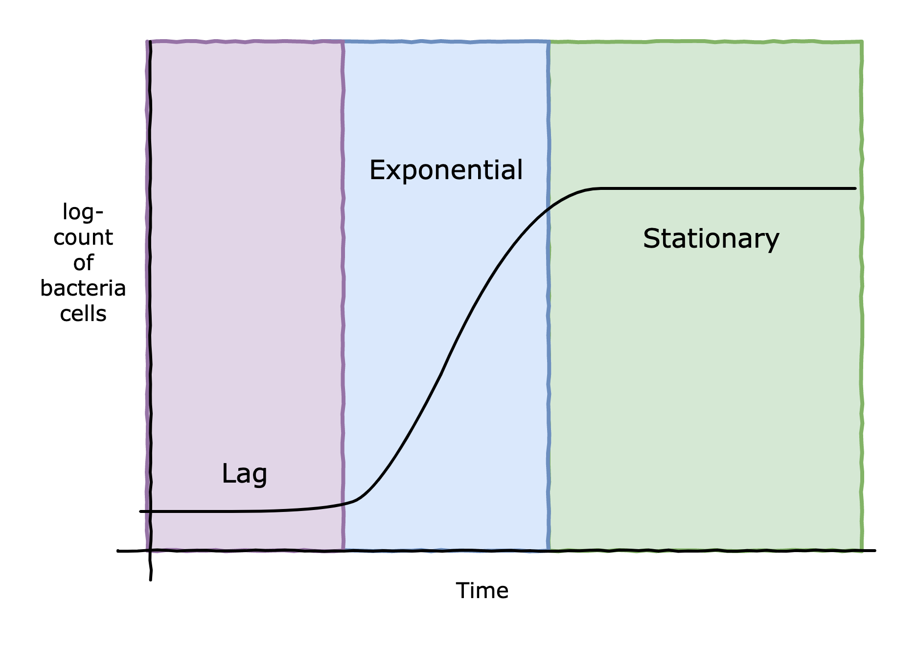 growth phase bacteria lag log exponential stationary