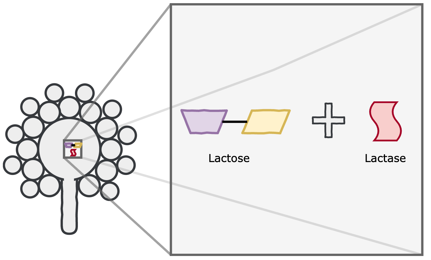 But why does koji make lactase?