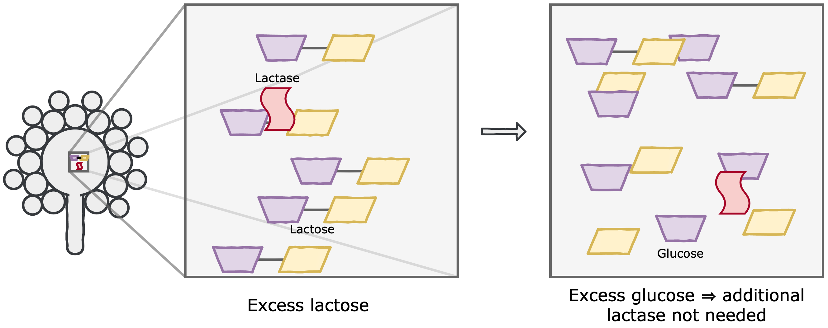 lactose_substrate