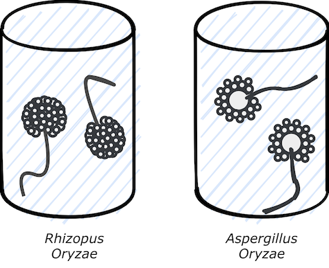 little mold hyphae everywhere